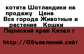 котята Шотландики на продажу › Цена ­ 5 000 - Все города Животные и растения » Кошки   . Пермский край,Кизел г.